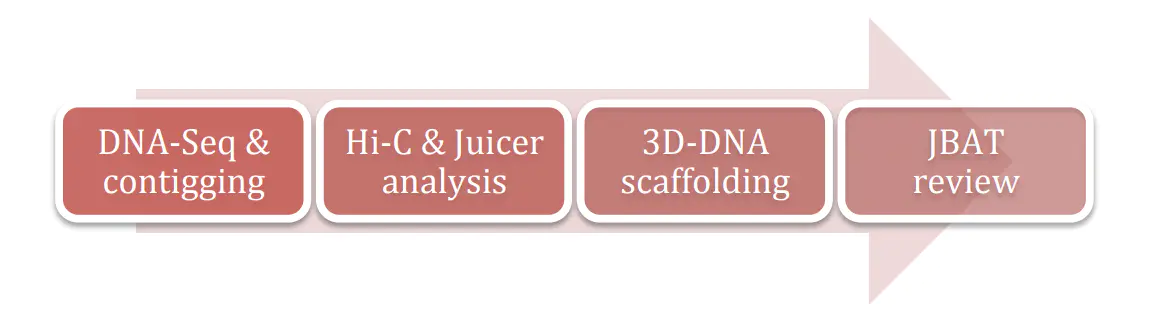 3D-DNA流程图
